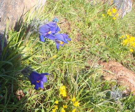 Imagem de Pulsatilla armena (Boiss.) Rupr.