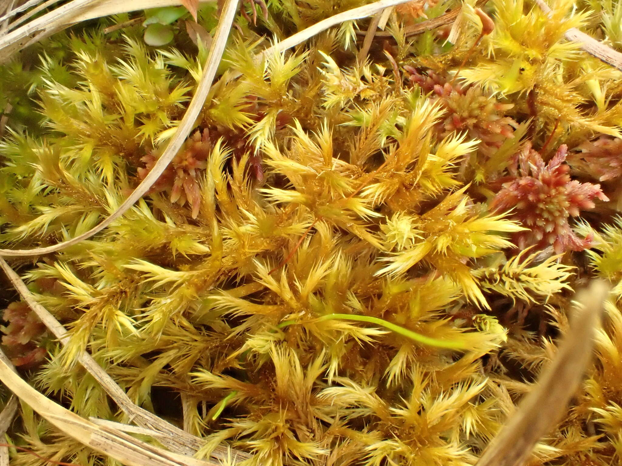 Image of tomentypnum moss