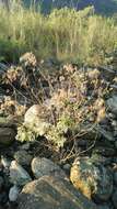 Image of Eupatorium formosanum Hayata