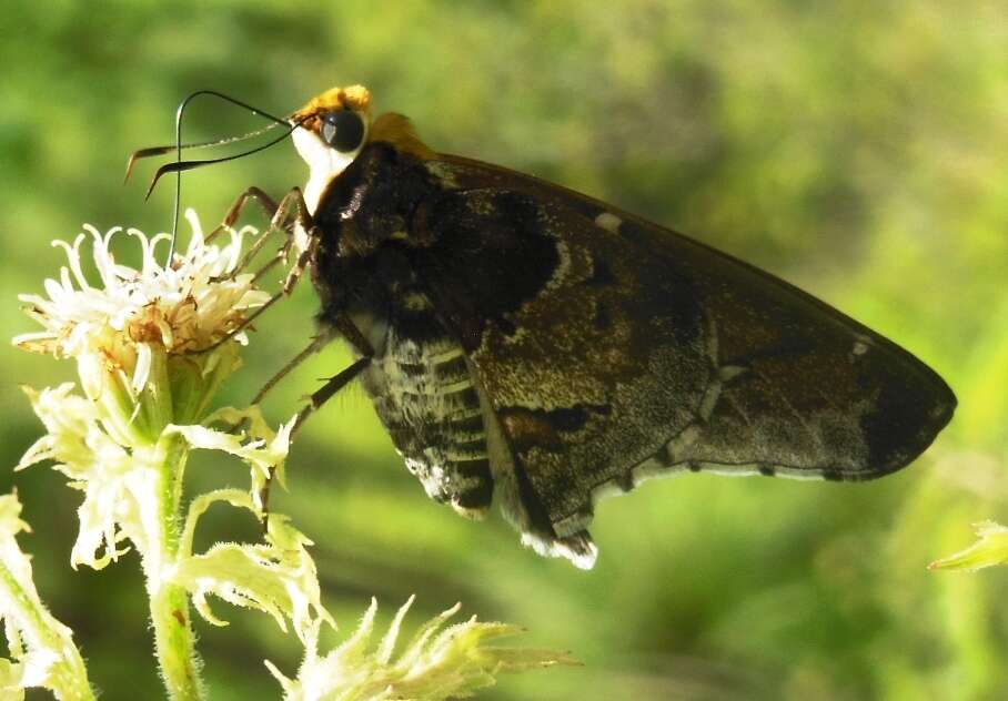 Image of Mercurial Skipper