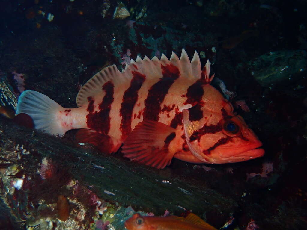 Image of Tiger rockfish