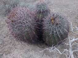 Ferocactus chrysacanthus subsp. grandiflorus (G. E. Linds.) N. P. Taylor resmi