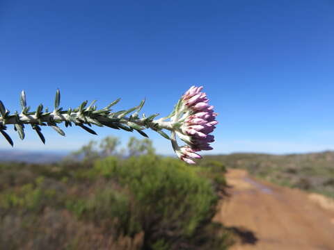 Image of Purple Blombos