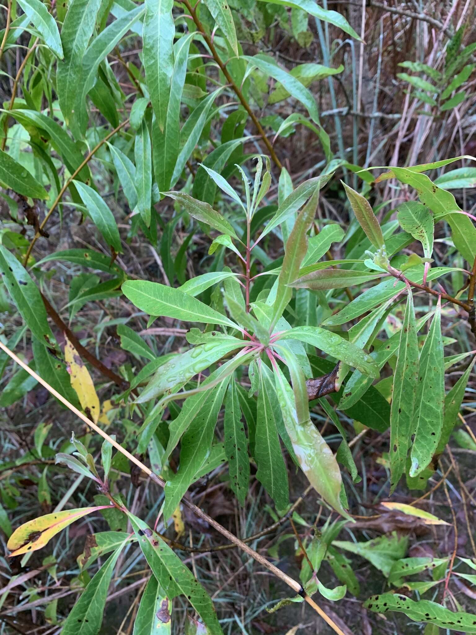 Image of Transvaal beech