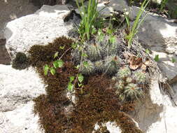 Image de Echinocereus polyacanthus Engelm.