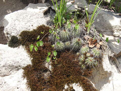 Image of Hedgehog Cactus