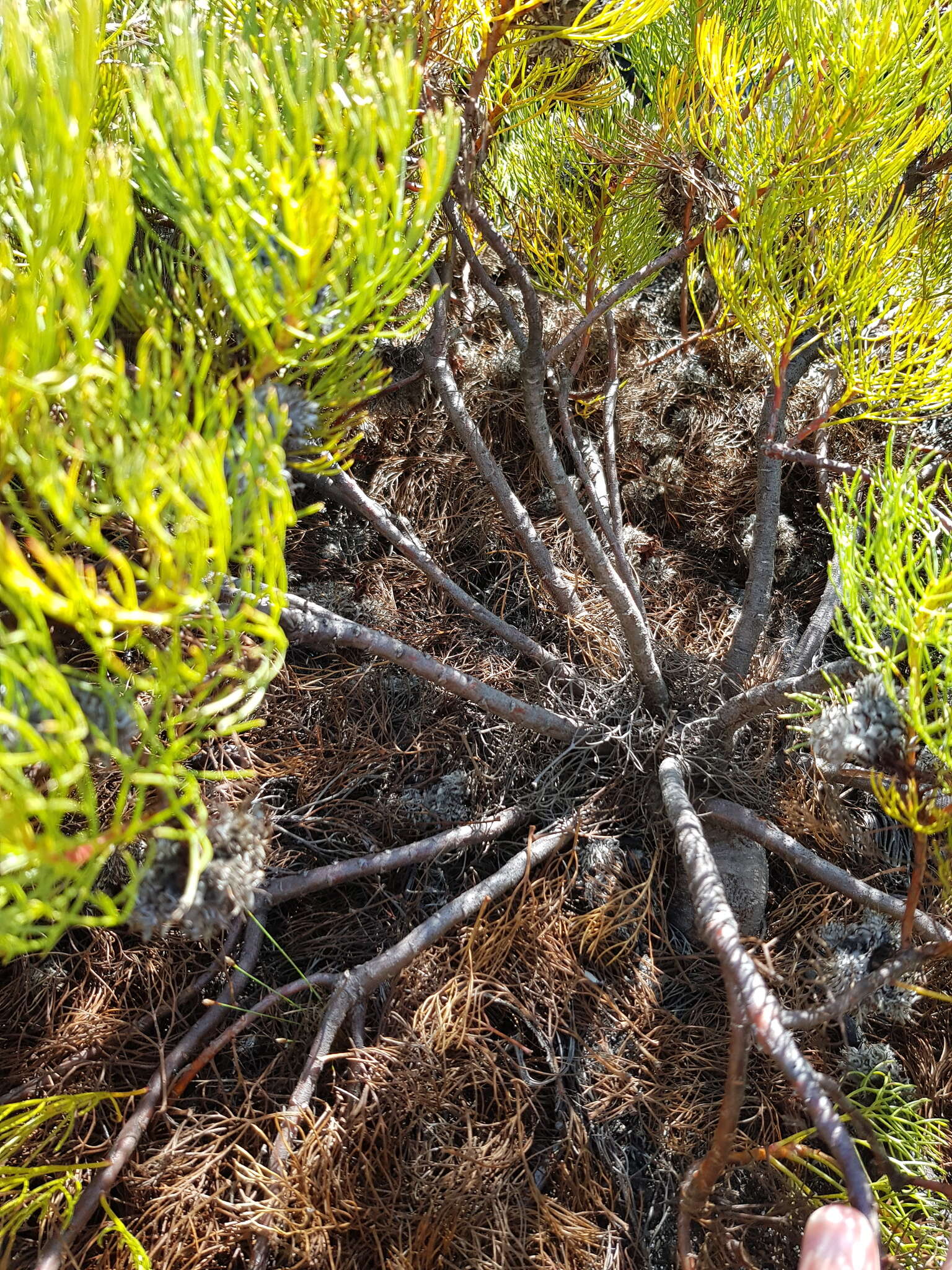 Image of Serruria glomerata (L.) R. Br.