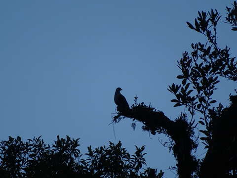 Image of Dark-backed Imperial Pigeon