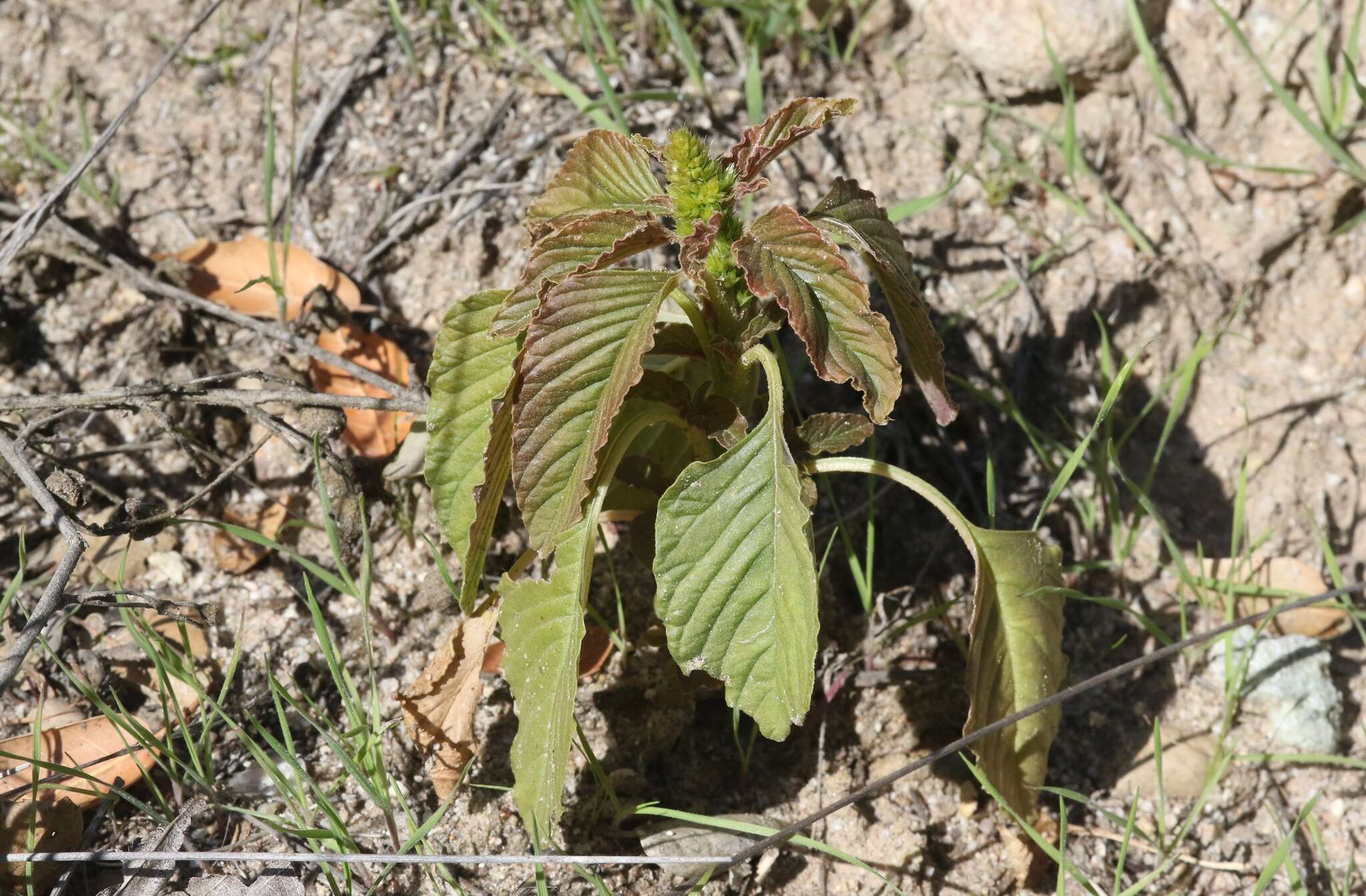 Image of Amaranthus retroflexus subsp. retroflexus