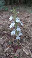 Image of Habenaria plantaginea Lindl.