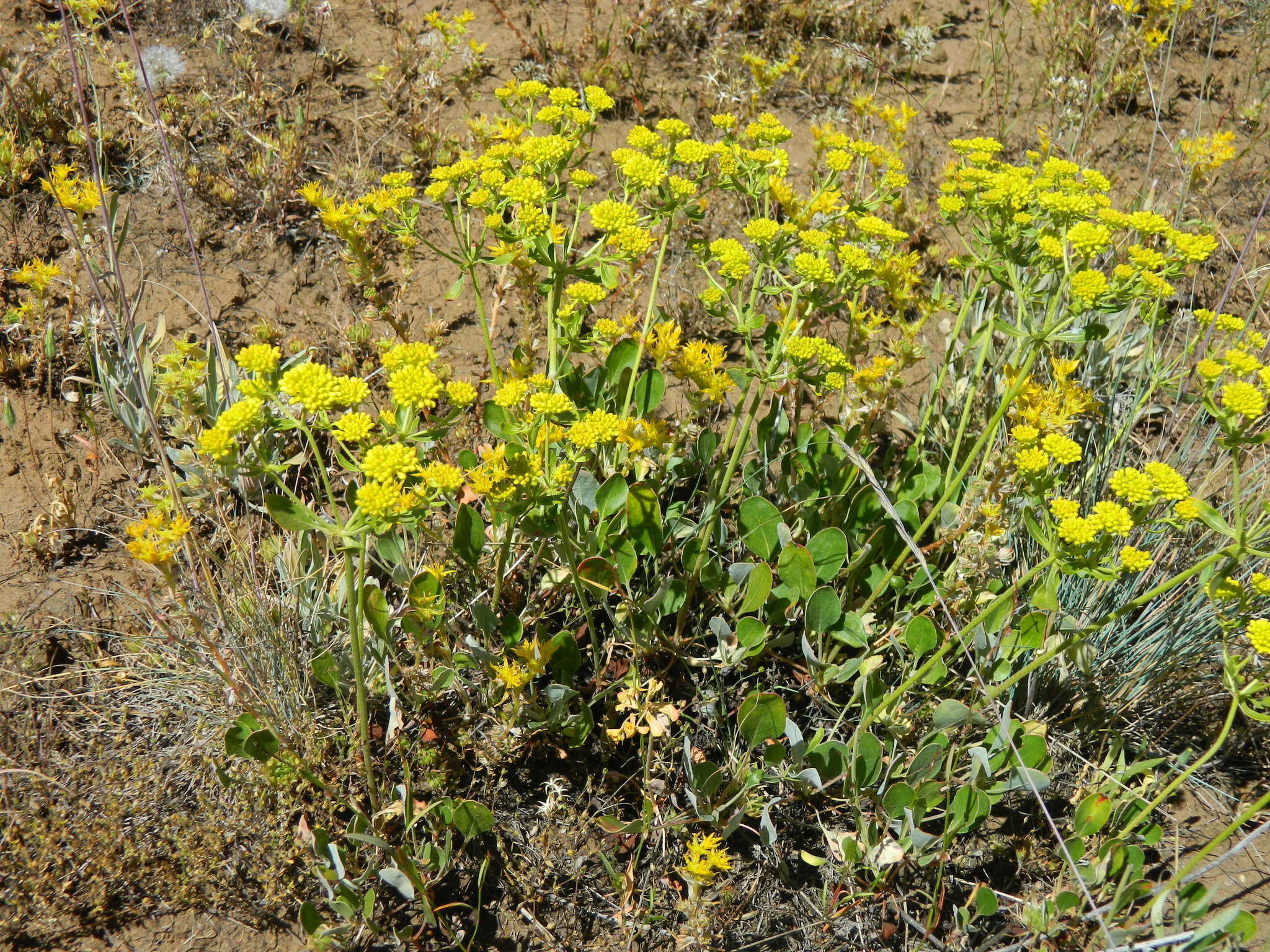 Image de Eriogonum umbellatum var. ellipticum (Nutt.) J. L. Reveal