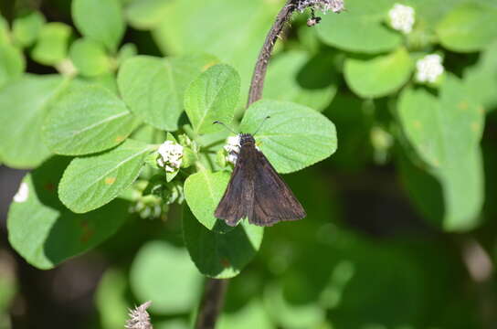 Image of Florida Duskywing