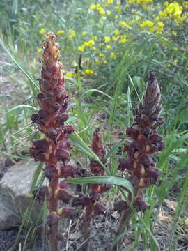 Imagem de Orobanche variegata Wallr.