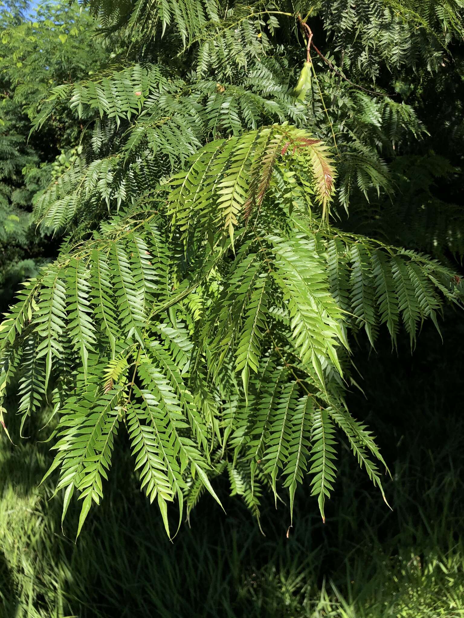 Image of Jacaranda cuspidifolia Mart.