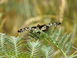 Слика од Papilio anactus Macleay 1826