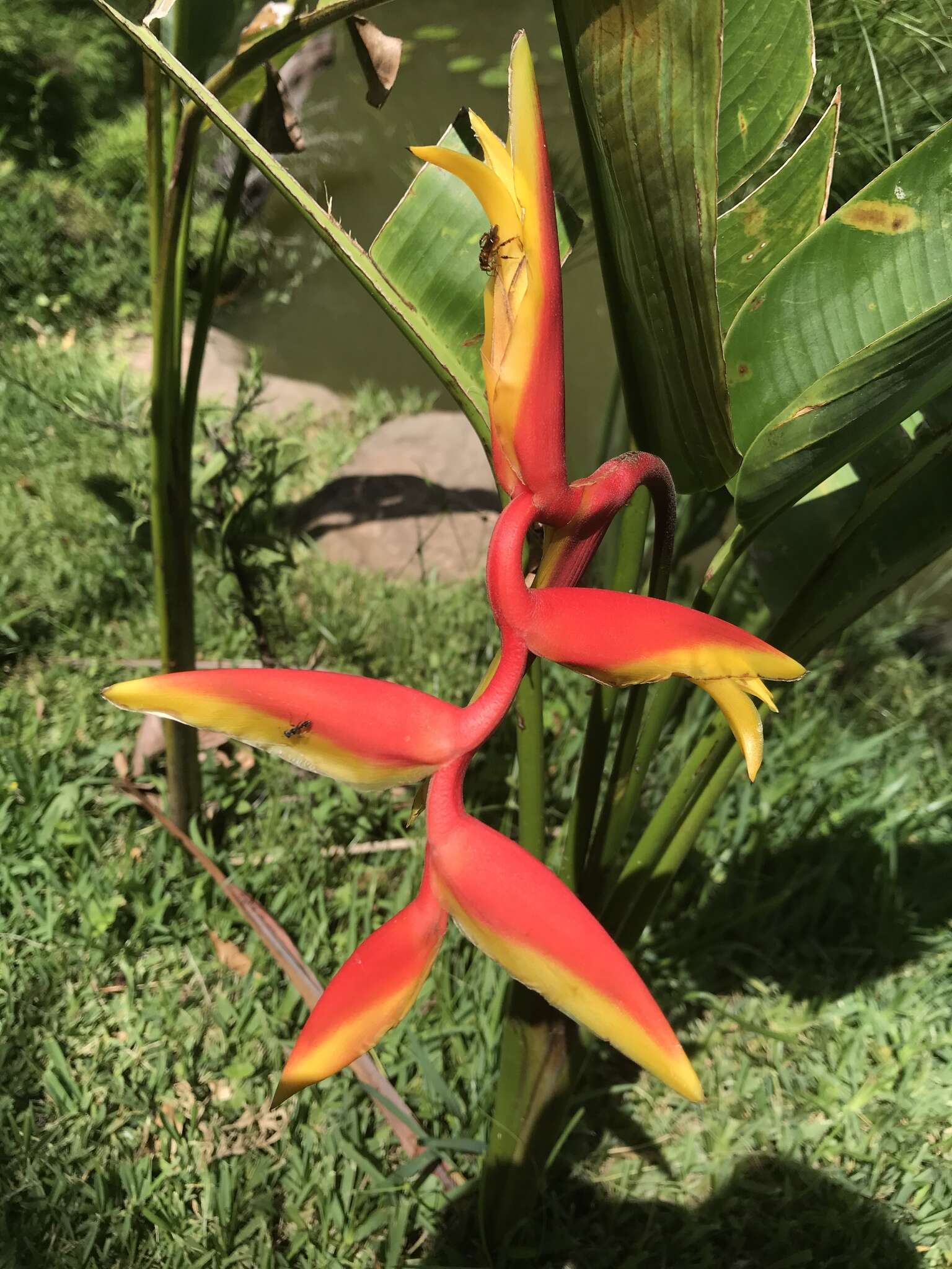 Image of Heliconia rauliniana Barreiros