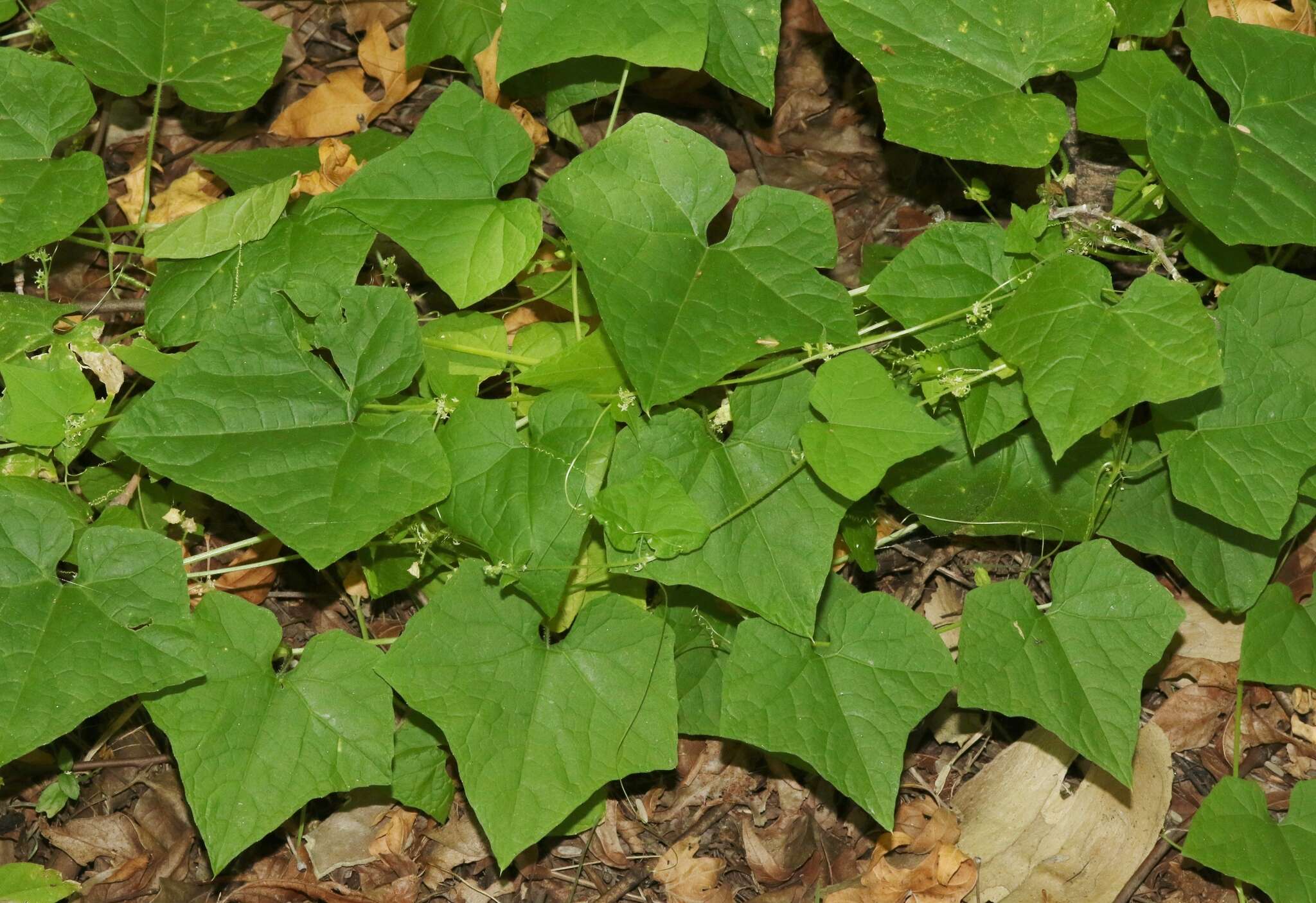 Image of sicyosperma