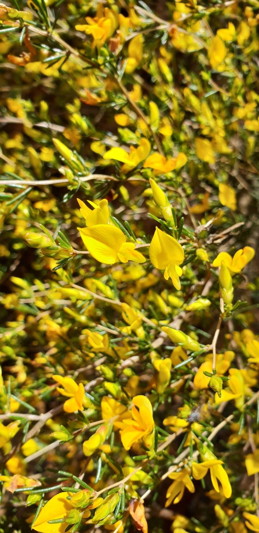 Image of Aspalathus abietina Thunb.