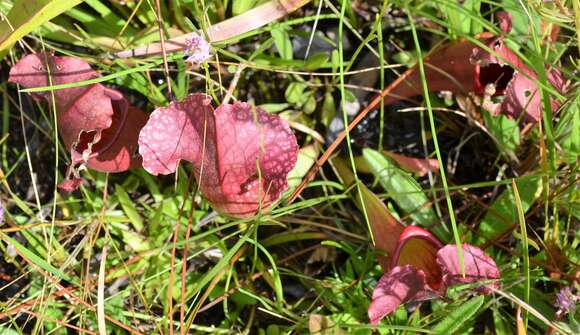 Image of pitcherplant