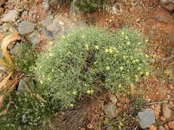 Image of Verbascum spinosum L.