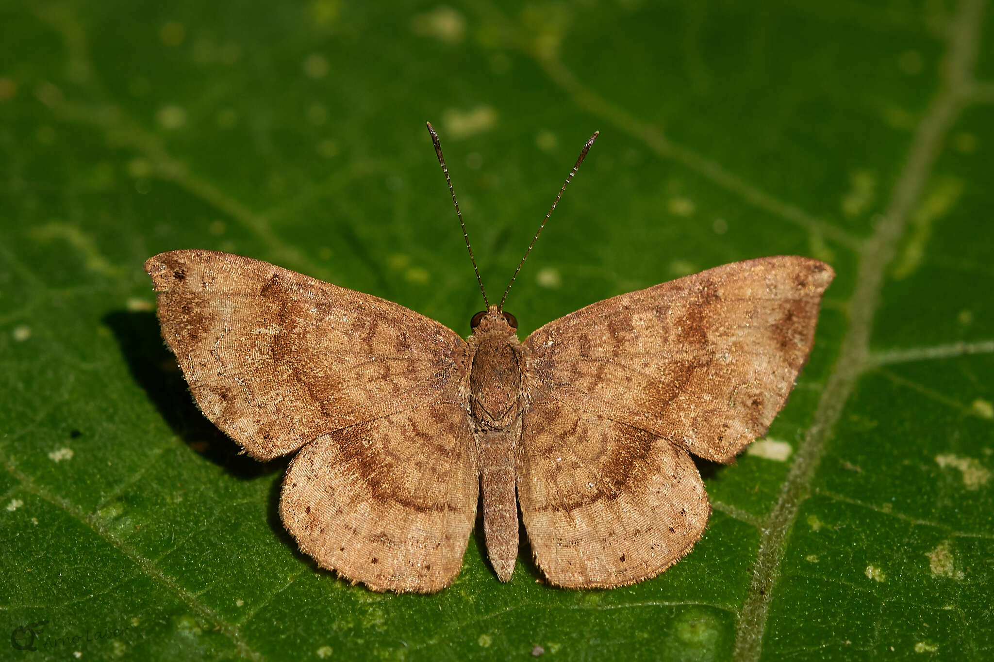 Image of Calephelis mexicana McAlpine 1971