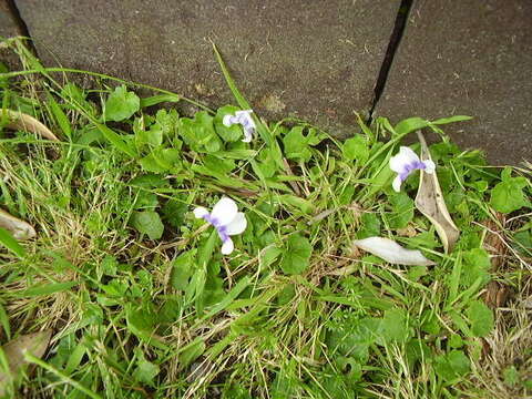 Image of Viola banksii K. R. Thiele & Prober