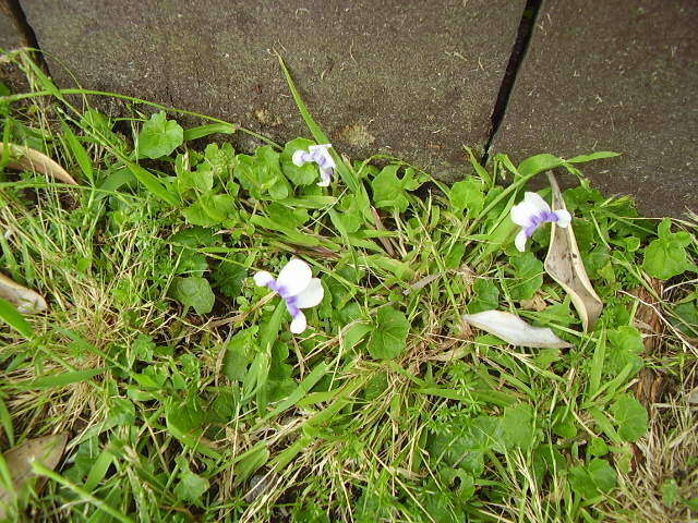 Image of Viola banksii K. R. Thiele & Prober