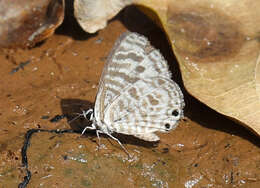 Image of Leptotes plinius