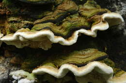 Image of Trametes polyzona (Pers.) Justo 2011