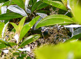 Image of Metallic-green Tanager