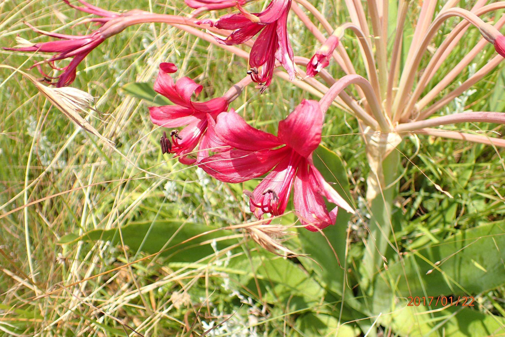 Слика од Brunsvigia undulata F. M. Leight.