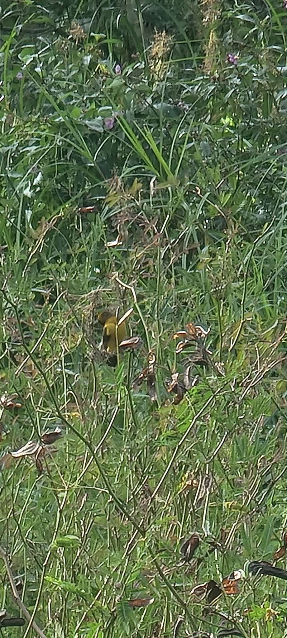 Image of Asian Golden Weaver