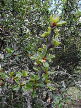 Image of Gymnosporia capitata (E. Mey. ex Sond.) Sim