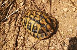 Image of Western Hermann's Tortoise