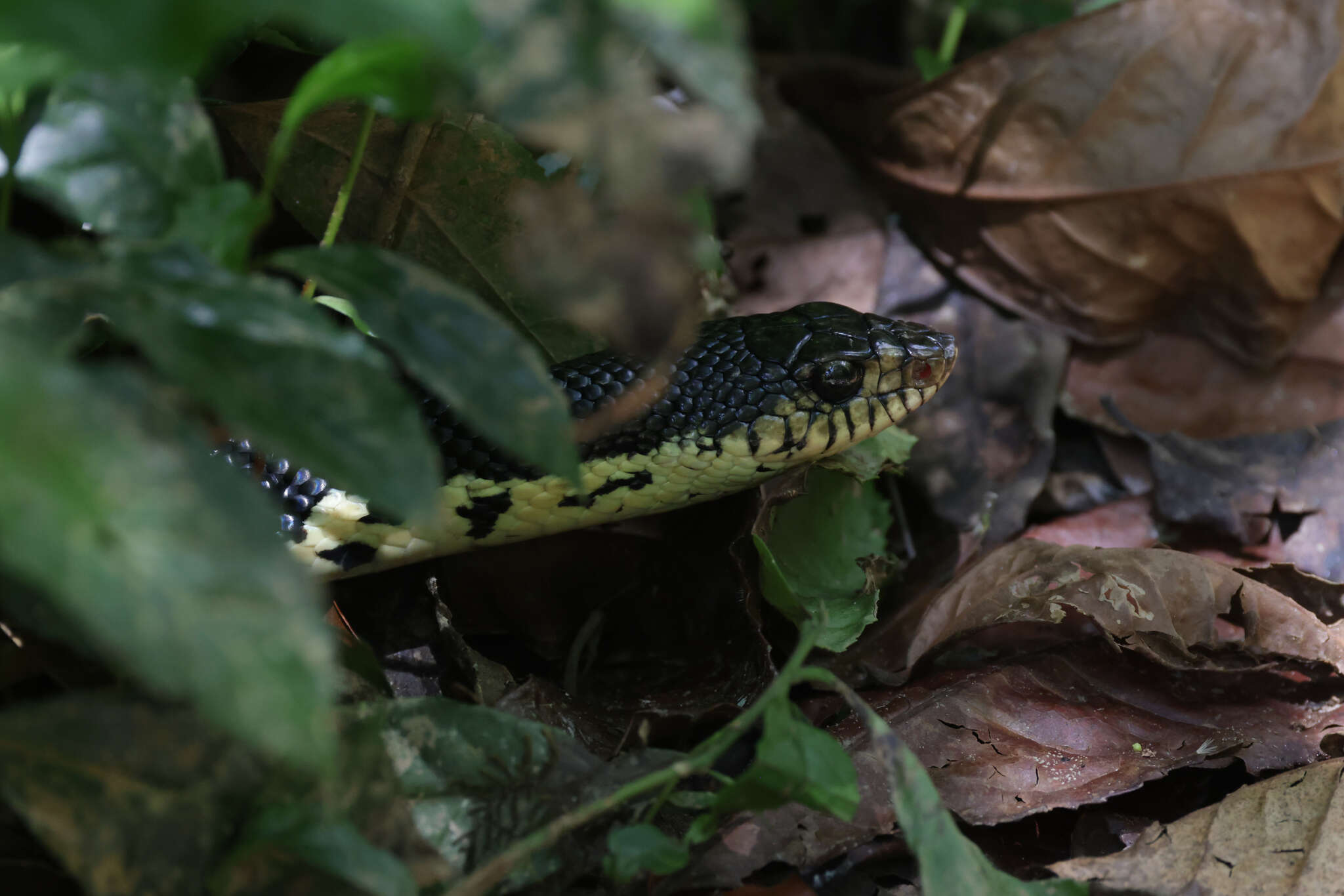 Image of Malagasy hognose snake