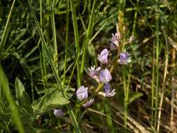 Imagem de Astragalus silvisteppaceus Knjaz.