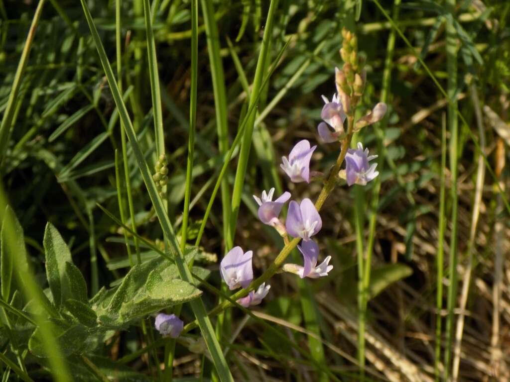 صورة Astragalus silvisteppaceus Knjaz.