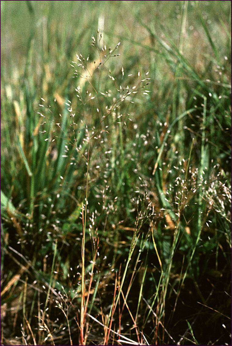 Image of silver hairgrass