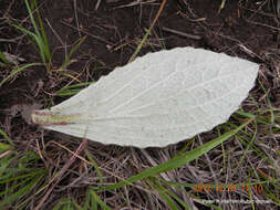 Image of Haplocarpha scaposa Harv.