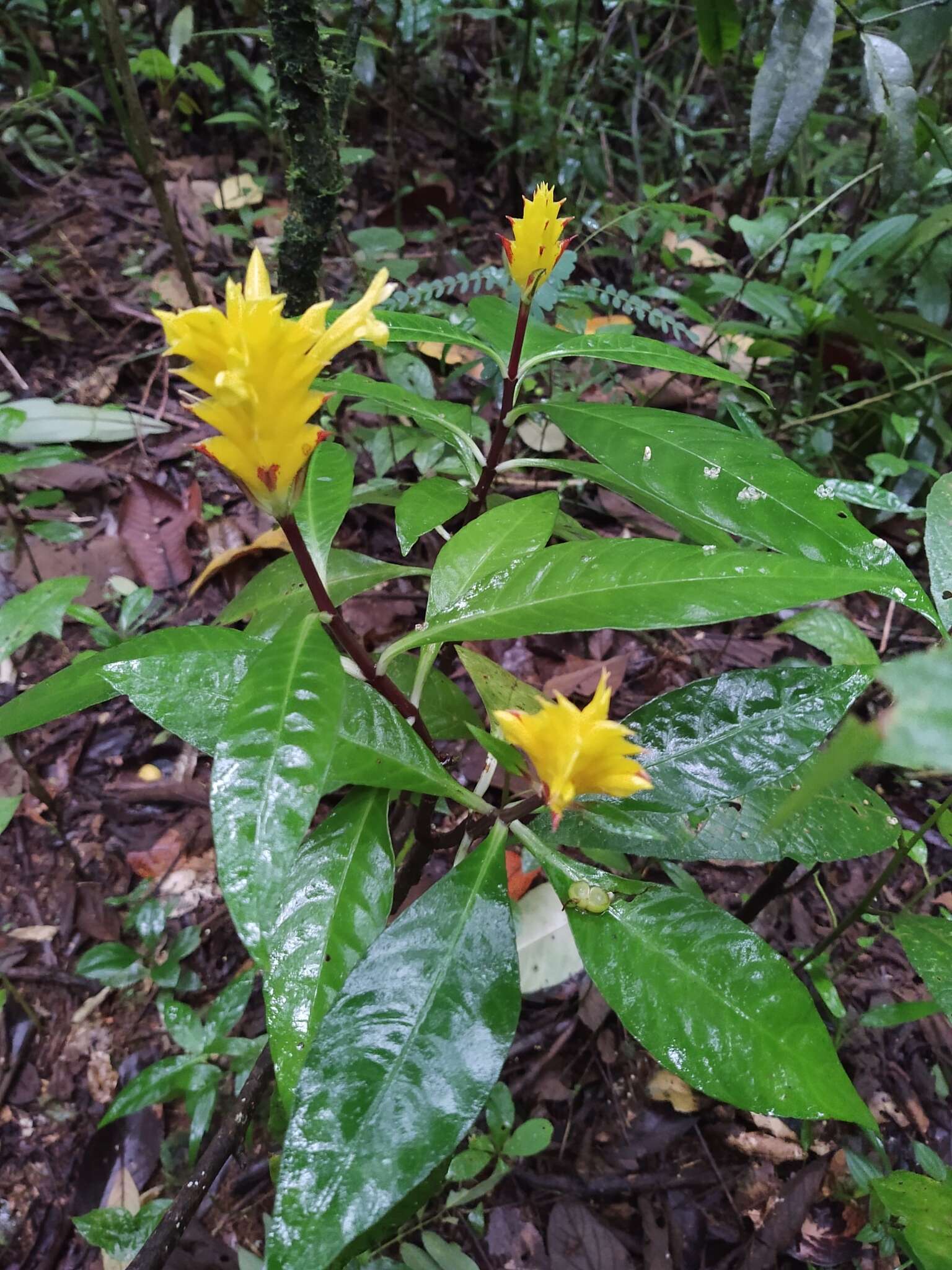 Image de Aphelandra squarrosa Nees