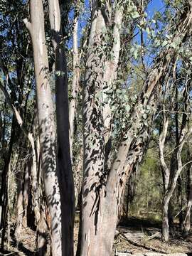 Image of Eucalyptus chloroclada (Blakely) L. A. S. Johnson & K. D. Hill