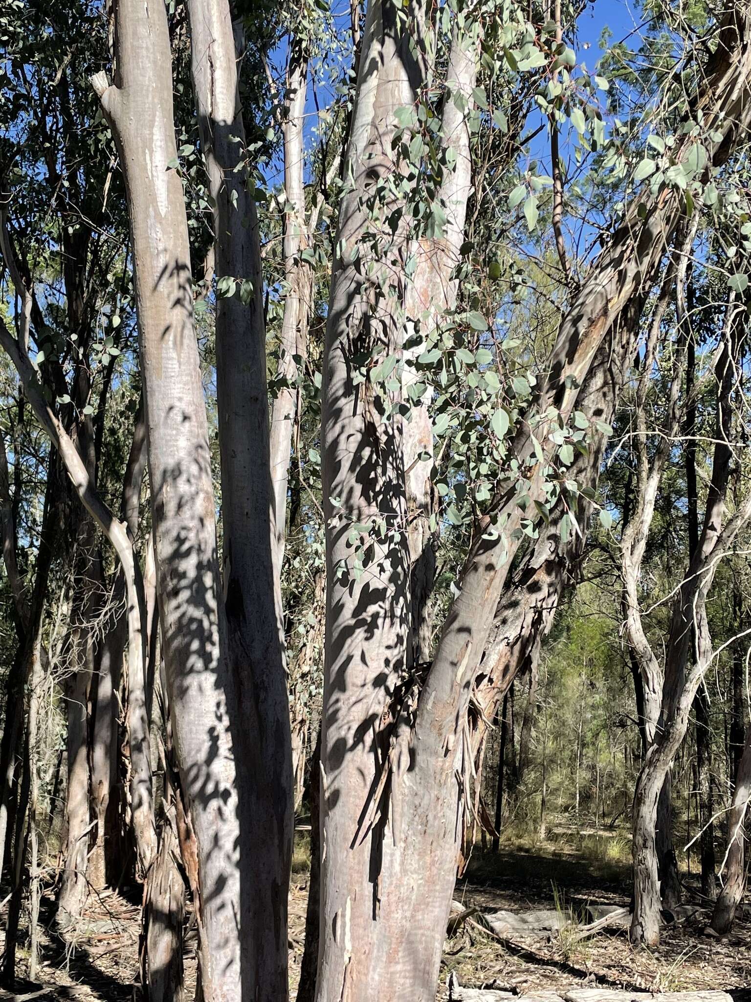 Image of Eucalyptus chloroclada (Blakely) L. A. S. Johnson & K. D. Hill