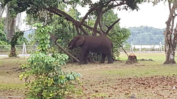 Image of African forest elephant