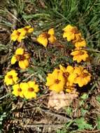 Tagetes tenuifolia Cav. resmi