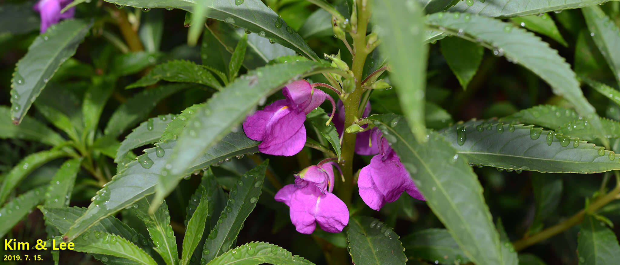 Image of spotted snapweed