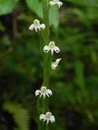 Image de Habenaria brachyphylla (Lindl.) Aitch.