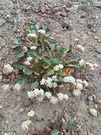 Image of Eriogonum pyrolifolium var. coryphaeum Torrey & A. Gray