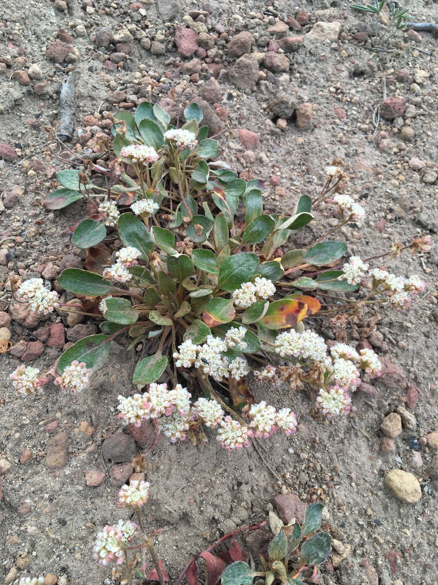 Image of Shasta buckwheat