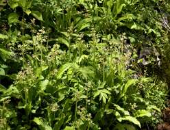 Image of Lettuce-Leaf Pseudosaxifrage