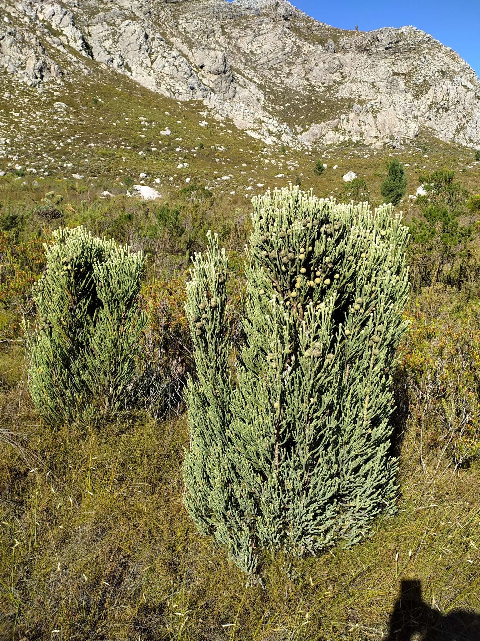 Sivun Brunia sphaerocephala (Sond.) A. V. Hall kuva